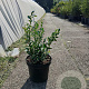 Sarcococca confusa 30-40 cm 7,5L