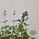Salvia micr. 'Flower Child' 20-25 cm 2,5L