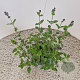 Salvia micr. 'Flower Child' 20-25 cm 2,5L