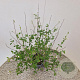 Salvia micr. 'Hot Lips' 55-60 cm 2,5L