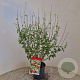 Salvia micr. 'Hot Lips' 55-60 cm 2,5L