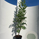 Sambucus nigra 125-150 cm 7,5L Gestokt