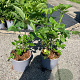 Sambucus nigra 40-60 cm 2,0L