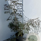 Sambucus nigra Black Lace 100-125 cm 20L