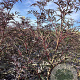 Sambucus nigra Black Lace 100-125 cm wortelgoed