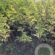 Sambucus nigra 'Haschberg' 100-125 cm wortelgoed