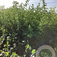 Sambucus nigra 'Haschberg' 150-175 cm wortelgoed