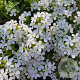 Saponaria ocym. 'Snow Tip' GM P9