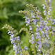 Salvia prat. 'Sky Dance' GM P9