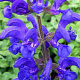 Salvia prat. 'Twilight Serenade' GM P9