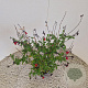 Salvia 'Royal Bumble' 35-40 cm 2,5L