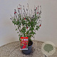 Salvia 'Royal Bumble' 35-40 cm 2,5L