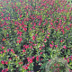 Salvia 'Royal Bumble' GM P9