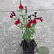 Salvia 'Royal Bumble' GM P9