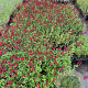 Salvia 'Royal Bumble' GM P9