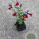 Salvia 'Royal Bumble' GM P9