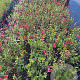 Salvia 'Royal Bumble' GM P9