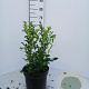 Sarcococca hookeriana 30-40 cm 7,5L