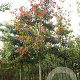Quercus rubra 20-25 HO draadkluit