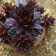 Sempervivum 'Dark Beauty' GM P9