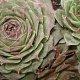 Sempervivum 'Feldmaier' GM P9