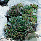 Sempervivum 'Feldmaier' GM P9