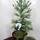 Sequoiadendron g. 'Glaucum' 80-100 cm 20L