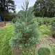 Sequoiadendron giganteum 150-175 cm draadkluit