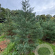 Sequoiadendron giganteum 225-250 cm draadkluit