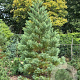 Sequoiadendron giganteum 300-350 cm draadkluit