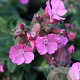 Silene dioica 'Rollies Favorite' GM P9