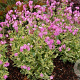 Silene dioica 'Valley High' GM P9