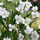 Sisyrinchium 'Iceberg' GM P9