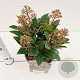 Skimmia j. 'Rubella' 20-25 cm 2,0L