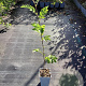 Sorbaronia f. 'Mitjur. Desertnaja' 60-80 cm P15