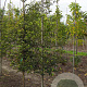 Styrax japonicus 14-16 HO draadkluit geveerd
