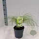 Stipa tenuissima 'Ponytails' 20-25 cm 2,0L