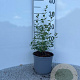 Symphoricarpos d. 'White Hedge' 20-30 cm 2,0L