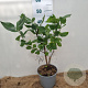 Syringa v. 'Katherine Havemeyer' 30-40 cm 3,0L