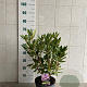 Rhododendron 'Catawb. Grandiflorum' 40-50 cm 5,0L