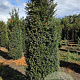 Taxus baccata 200-225 cm draadkluit