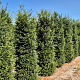 Taxus baccata 220-240 cm draadkluit extra