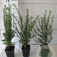 Taxus baccata 40-50 cm P11