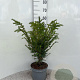 Taxus baccata 40-60 cm 5,0L