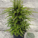 Taxus baccata 60-80 cm 5,0L