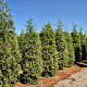 Taxodium distichum 300-325 cm draadkluit