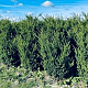 Taxus media 'Hillii' 150-175 cm draadkluit