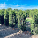 Taxus media 'Hillii' 150-175 cm draadkluit