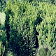Taxus media 'Hillii' 150-175 cm draadkluit