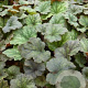 Tellima grandiflora 'Moorblut' GM P9
